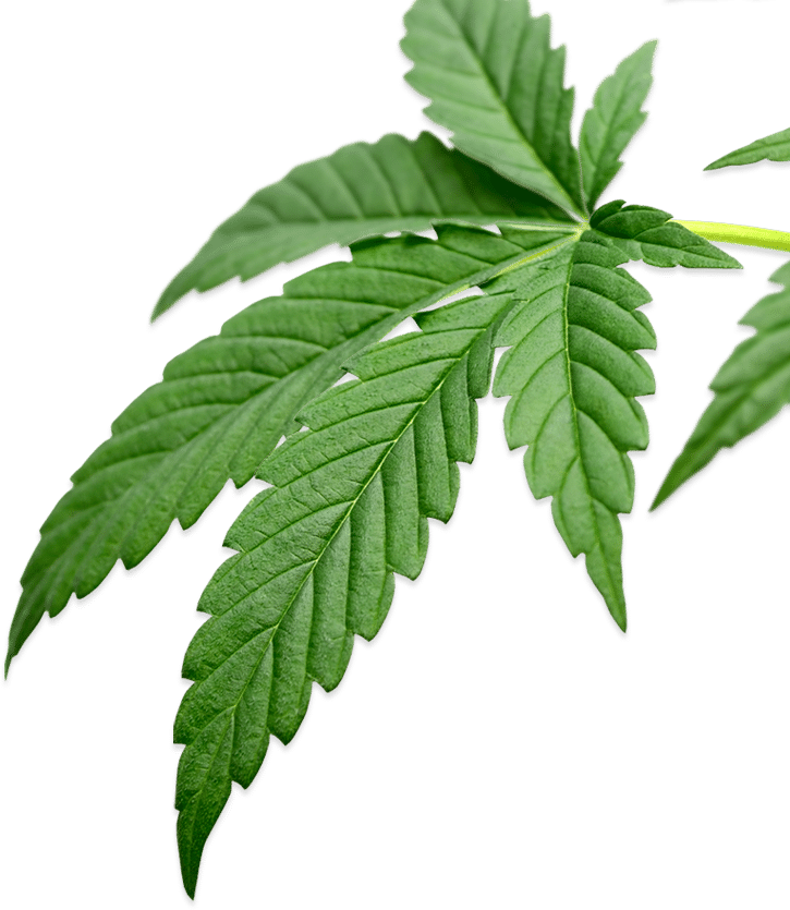 cannabis leaves