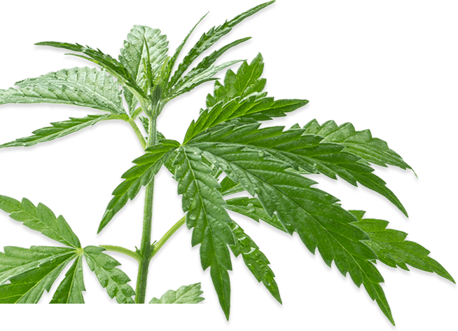 cannabis leaves