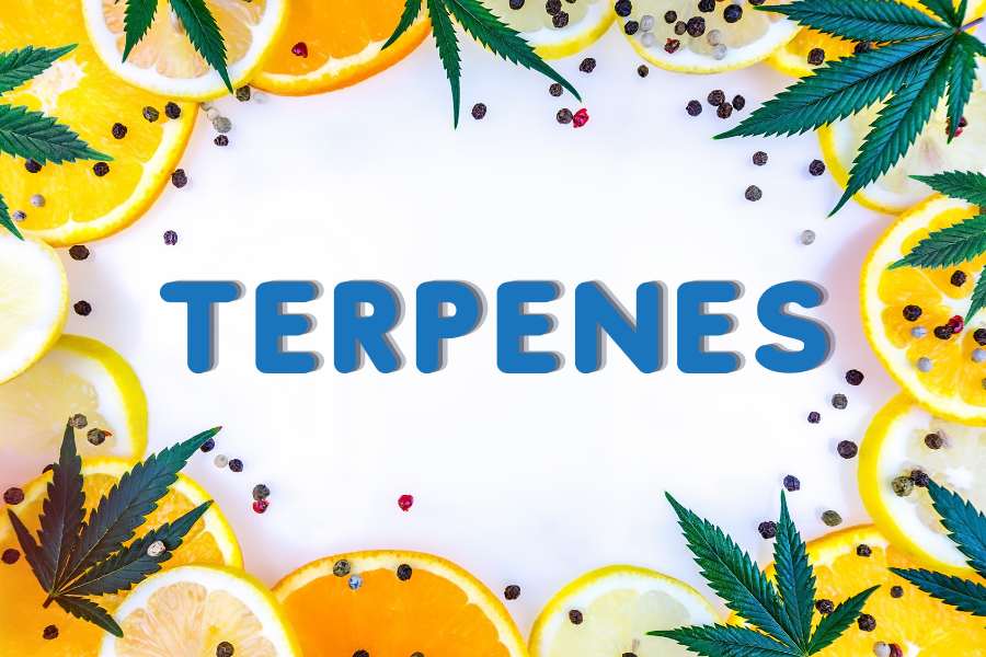 the word Terpense surrounded but Cannabis leaves and some citrus fruits